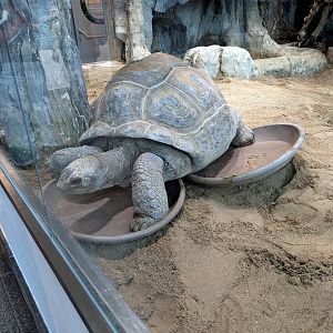 Tortoises