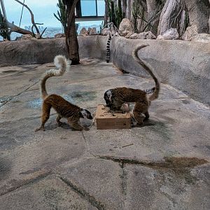 Black Lemurs