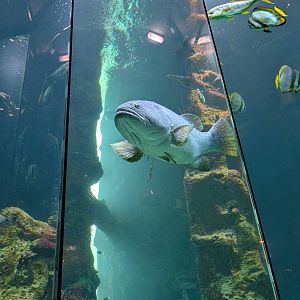 Grouper in Main Tank