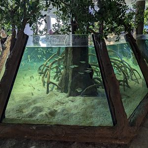 Mangrove Tank