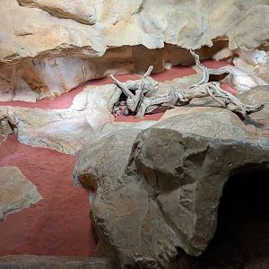 Gila Monster Exhibit