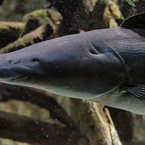 Aba (Gymnarchus niloticus)