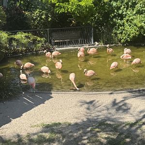 Chilean Flamingo