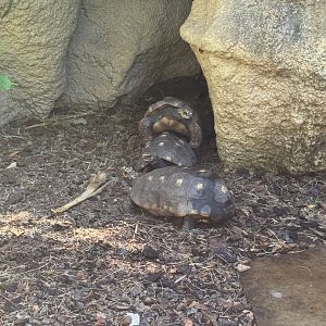 Red-Footed Tortoises