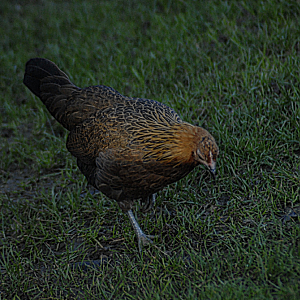 Birdland - Junglefowl ID?