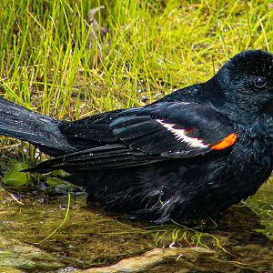 May. 2025 - Red-winged Blackbird