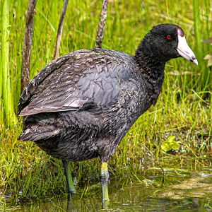 May. 2025 - American Coot