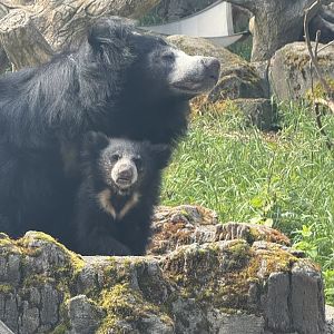 Sloth Bear (Melursus ursinus) - Kushali & Bowie