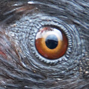 Guess the parrot eye