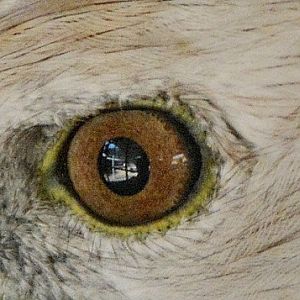 Guess what birds eye