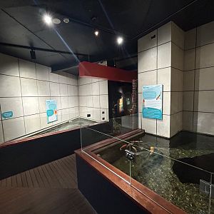 Koi & Goldfish Exhibits