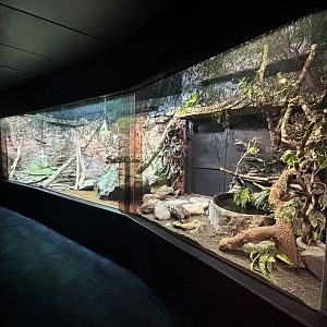 Australian Water Dragon Exhibit