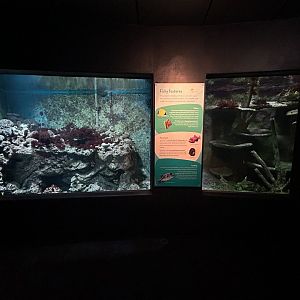Coral Reef Exhibits