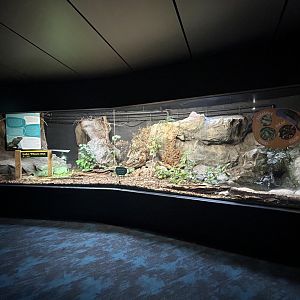 Tuatara Exhibit
