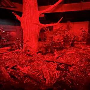 Northern Brown Kiwi Exhibit