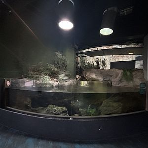 Longfin Eel Exhibit
