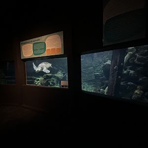 Hawksbill Sea Turtle Exhibit