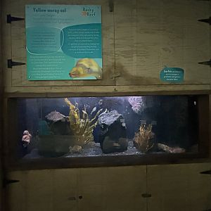 Yellow Moray Eel Exhibit