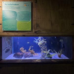 Big-bellied Seahorse Exhibit
