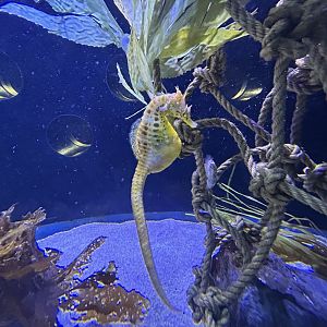 Big-bellied Seahorse