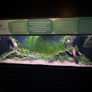 Banded Bichir Exhibit