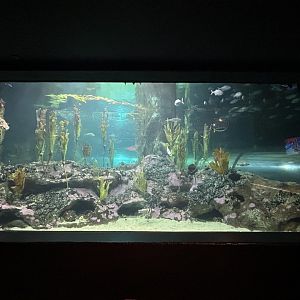Pania Reef Exhibit