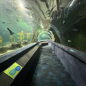 Oceanarium