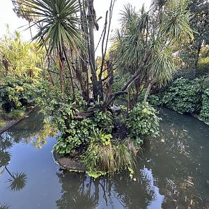 Emperor Tamarin Exhibit