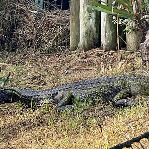 American alligator (Alligator mississippiensis)