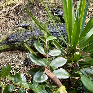 American alligator (Alligator mississippiensis)