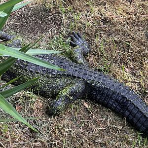 American Alligator (Missing Hind Limb)