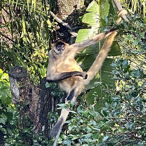 Black-handed spider monkey (Ateles geoffroyi)