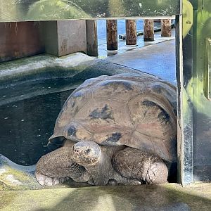 Smiley (Galapagos Giant Tortoise)