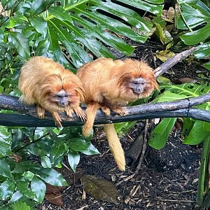 Golden lion tamarin