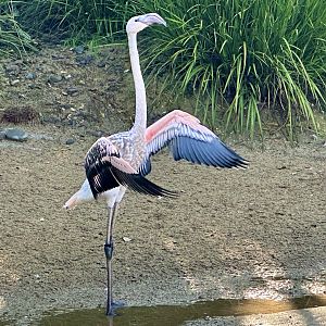 Juvenile Greater Flamingo