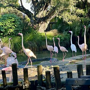 Greater Flamingo Flock
