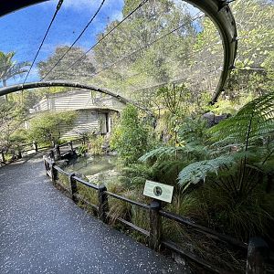 North Island Saddleback Aviary