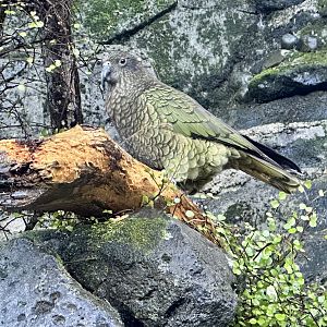 Kea (Nestor notabilis)