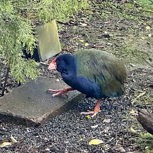 Takahe (Porphyrio hochstetteri)