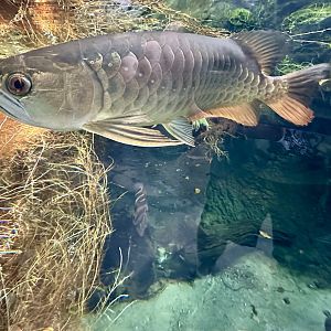 Asian arowana (Scleropages formosus)