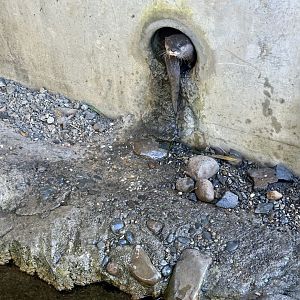 Asian Small-clawed Otter Bolt Hole