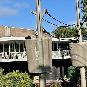 Siamang in Aerial Ropes Pod