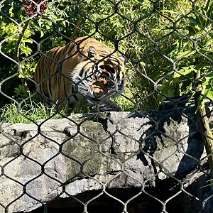 Ramah (Eating Rabbit)