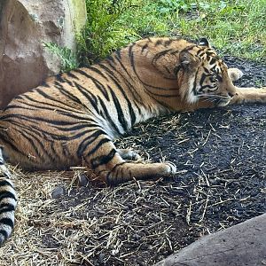 Cahya (Sumatran Tiger) - 16 Months Old