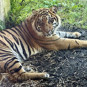 Cahya (Sumatran Tiger) - 16 Months Old
