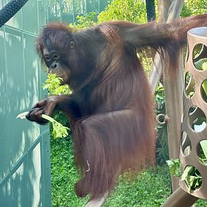 Daya (Bornean Orangutan) - 13th Birthday