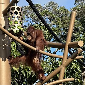 Daya (Bornean Orangutan) - 13th Birthday