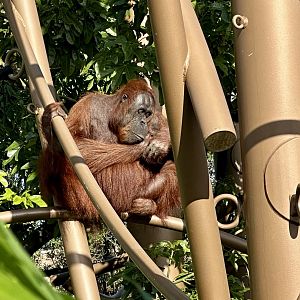 Melur (Bornean Orangutan)