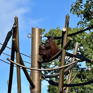 Melur and Bahmi (Bornean Orangutan)
