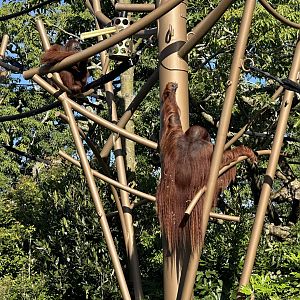 Charlie (Bornean Orangutan)